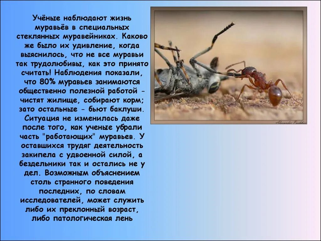 Используя содержание текста что предпочитает муравей