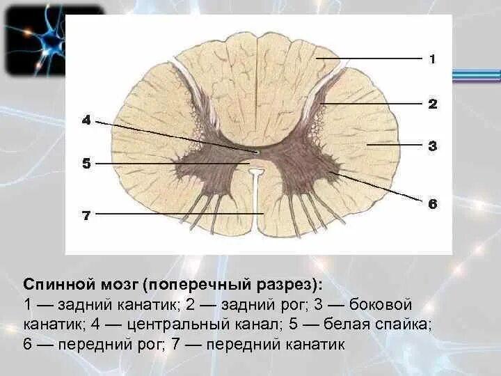 Центральный спинномозговой канал. Строение спинного мозга горизонтальный срез. Задние канатики спинного мозга. Спинной мозг строение поперечный срез. Строение спинного мозга на поперечном разрезе.