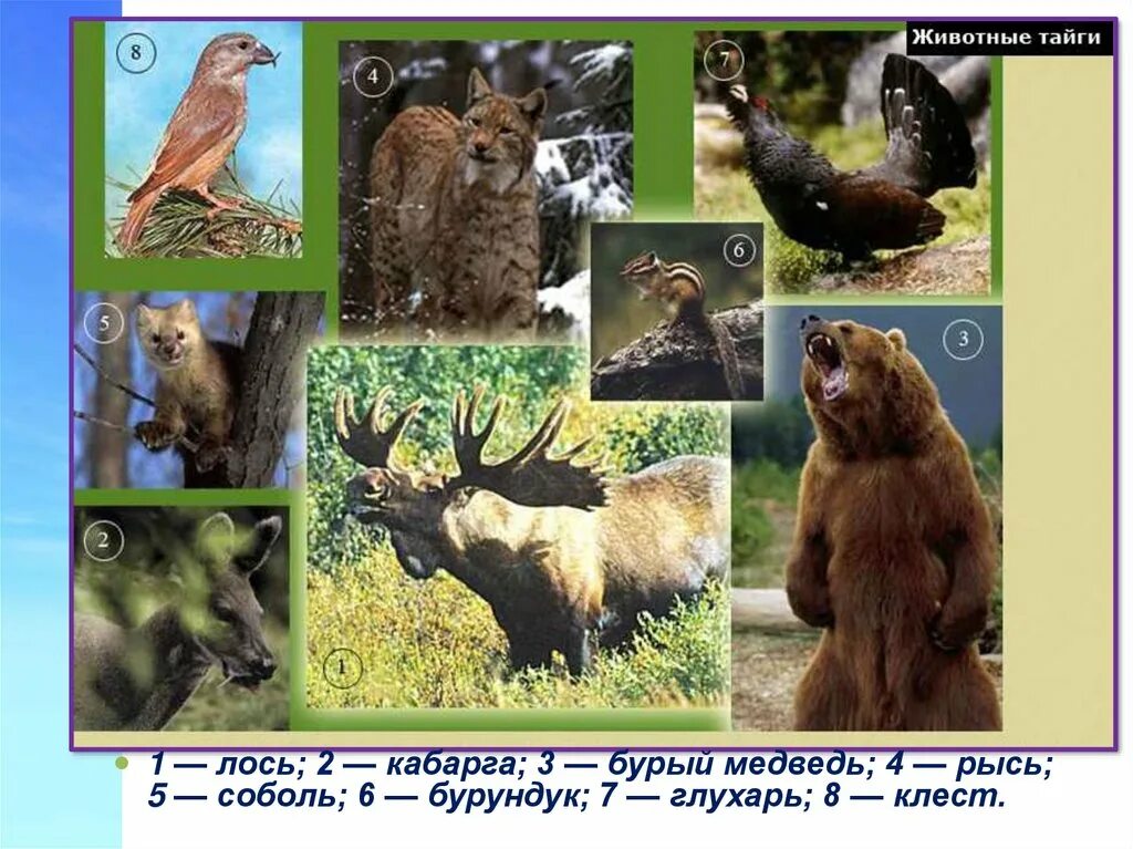 Какой животный мир в зоне лесов. Животный мир тайги европейской части россии. природная зона тайга фауна. животный мир тайги представители в россии. смешанные леса животные.