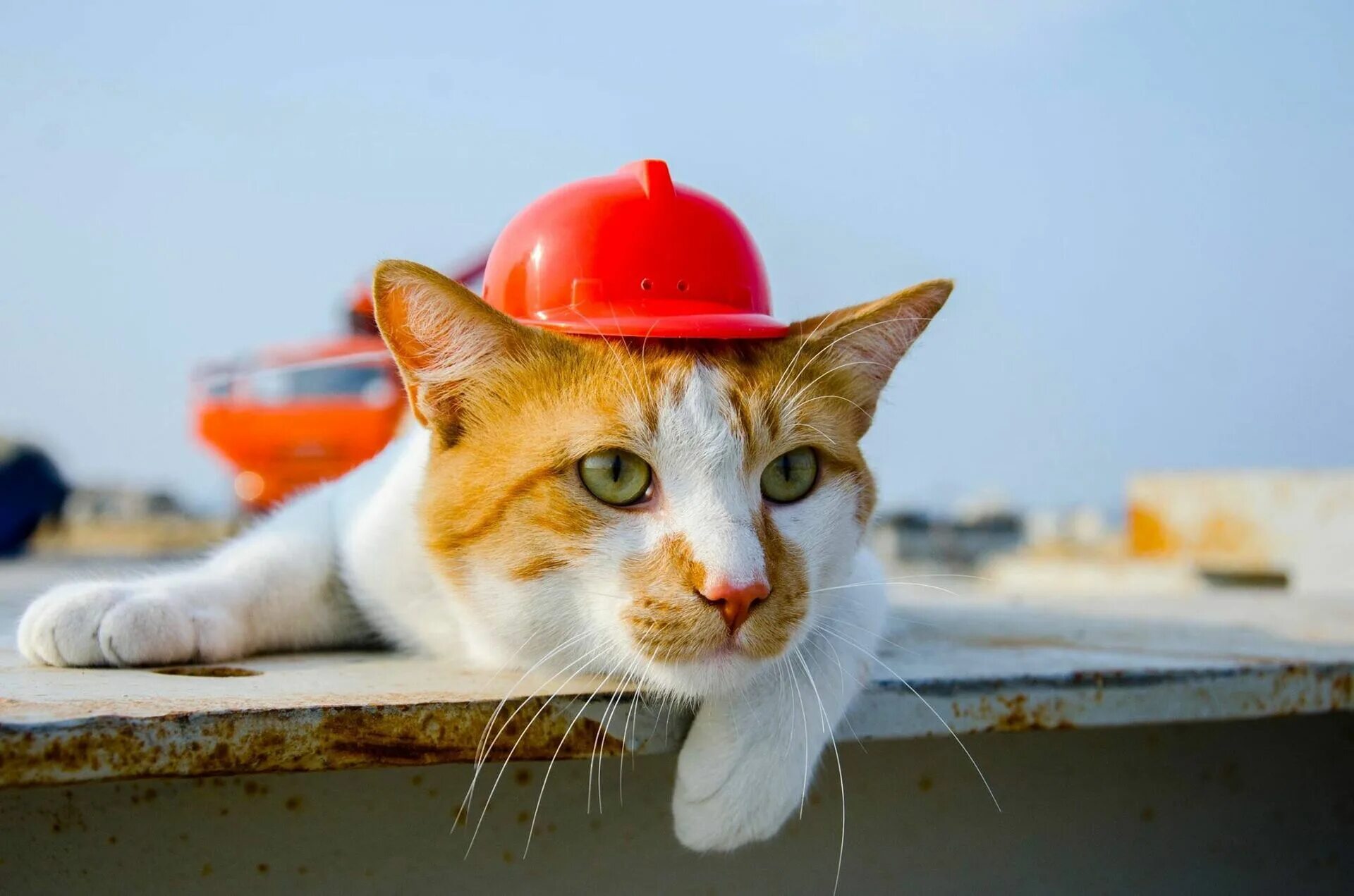 Кот мостик крымский мост. Крымский кот мостик. Кот на стройке. Рыжий кот крымского моста. Строят кот.