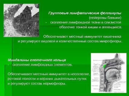 Групповые фолликулы