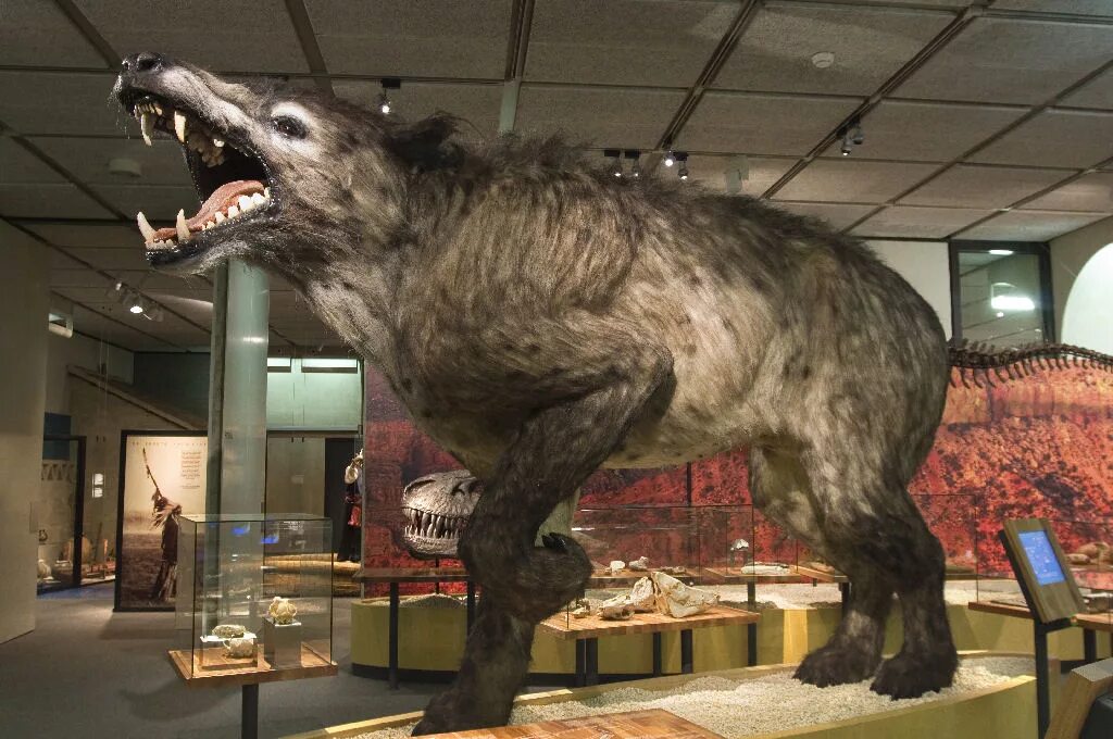 Эндрюсарх Жеводанский. Эндрюсархус Жеводанский зверь. Andrewsarchus mongoliensis. Жеводанский зверь Гиенодон.