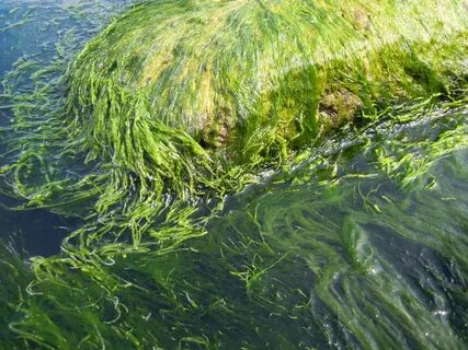 Водоросли в воде и на суше