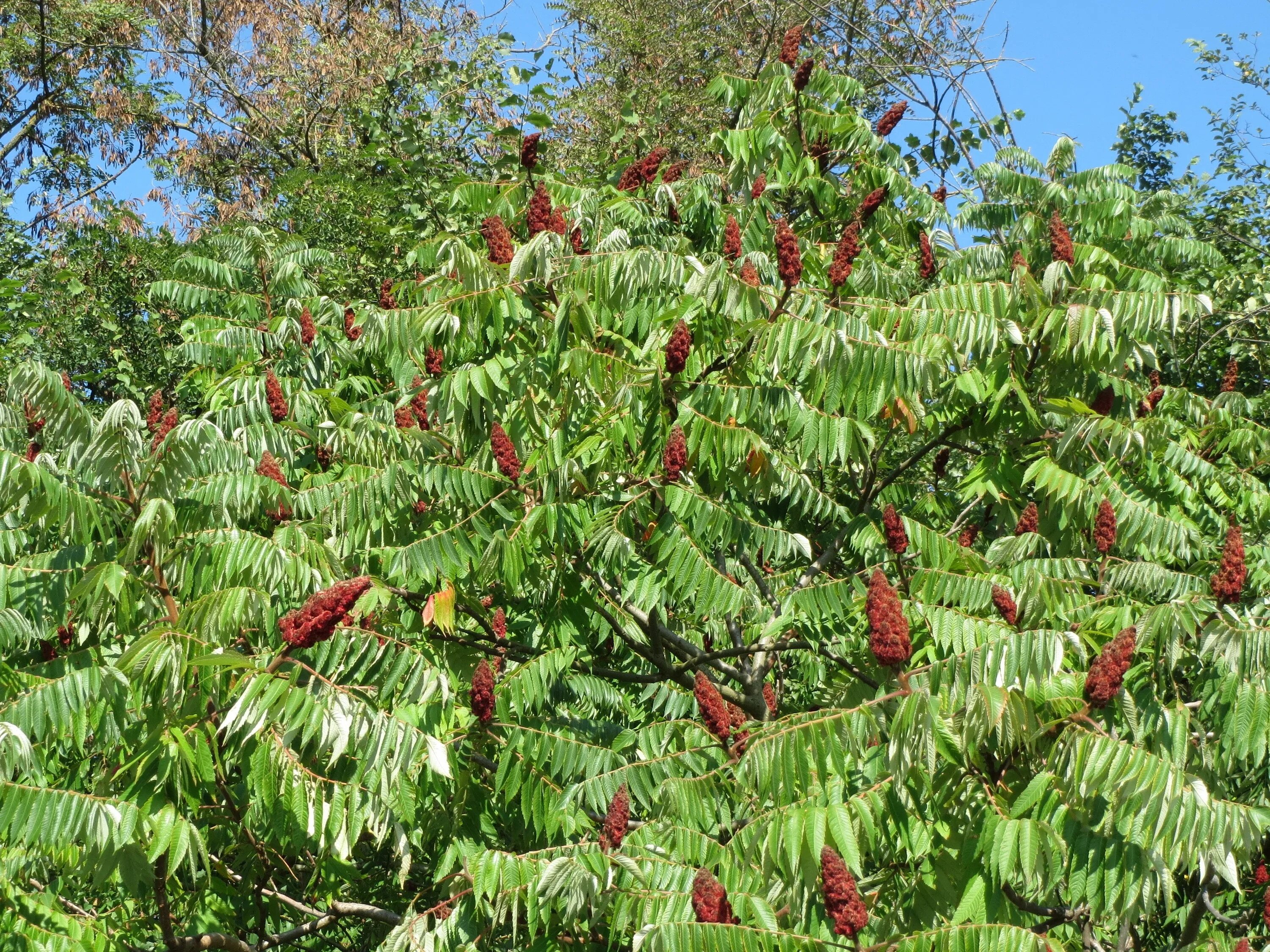 Сумах польза. Сумах оленерогий Rhus typhina. Сумах Rhus typhina. Сумах оленерогий уксусное дерево. Сумах пушистый оленерогий уксусное дерево.