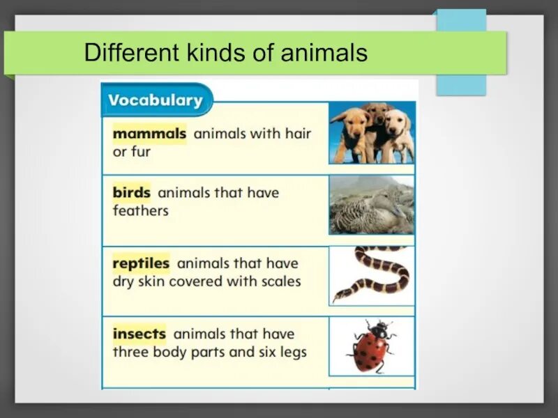 Different kind of animal. Types of animals for Kids. Animals in our Life презентация. Reading animals урок. Different Types of animals.