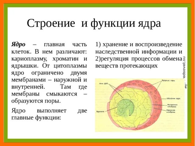 Строение ядра клетки и его функции. Структура и функции клеточного ядра кратко. Ядро строение и функции кратко. Ядро клетки строение и функции.