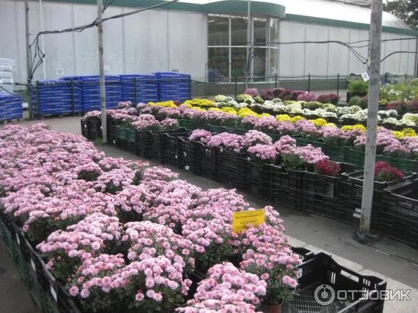 16 парковая садовый. Измайловский совхоз декоративного садоводства 16 парковая. Садовый центр в измайлово 16 парковая. Измайловский совхоз декоративного садоводства 16 парковая. 16 парковая садовый.