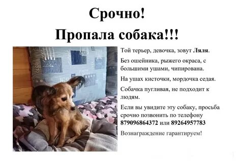 Шаховская собаки