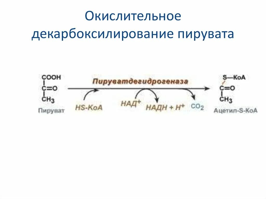 Окислительное декарбоксилирование ПВК 5 реакций. Окислительное декарбоксилирование пирувата биохимия ферменты. Окислительное окисление пирувата. Коферменты окислительного декарбоксилирования пировиноградной.