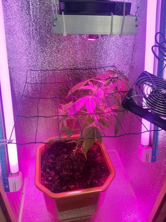 Stels Growbox. Гроубокс розы цветы. Гроубокс ПК стелс. Клубника в гроубоксе. Температура в гроубоксе