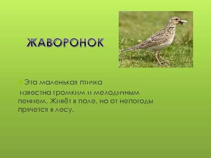 Жаворонок. Доклад о жаворонке. Жаворонок детям рассказать. Полевой Жаворонок доклад.