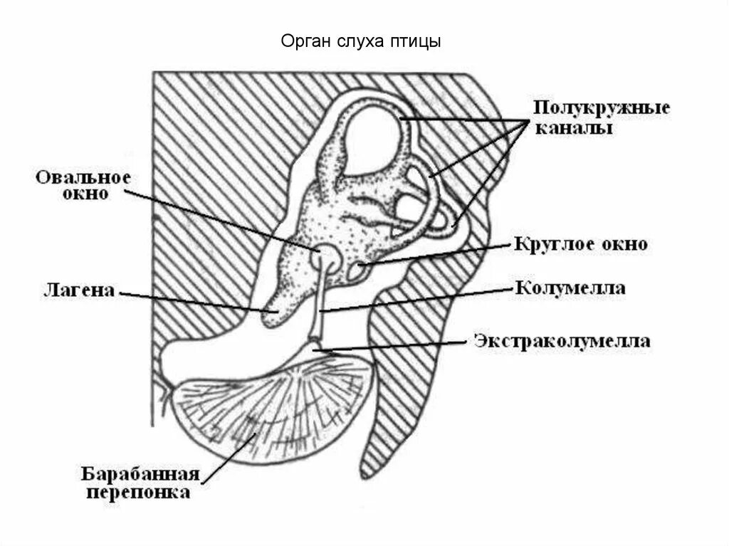 Ухо птицы строение. Строение внутреннего уха птиц. Строение слухового анализатора птиц. Строение слухового аппарата птиц. У каких животных есть ушная раковина