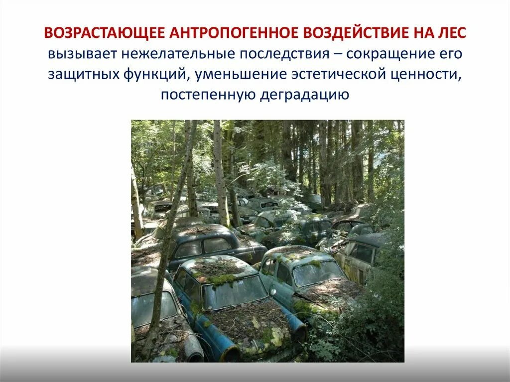 Причина антропогенного изменения. Антропогенное воздействие. Антропогенное воздействие человека. Антропогенное воздействие на леса. Последствия антропогенного воздействия на природу.