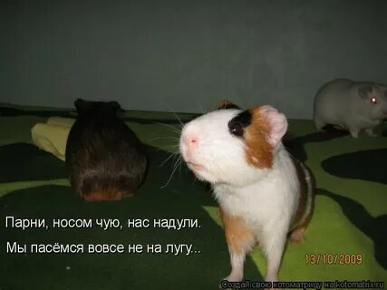 Носом чуют