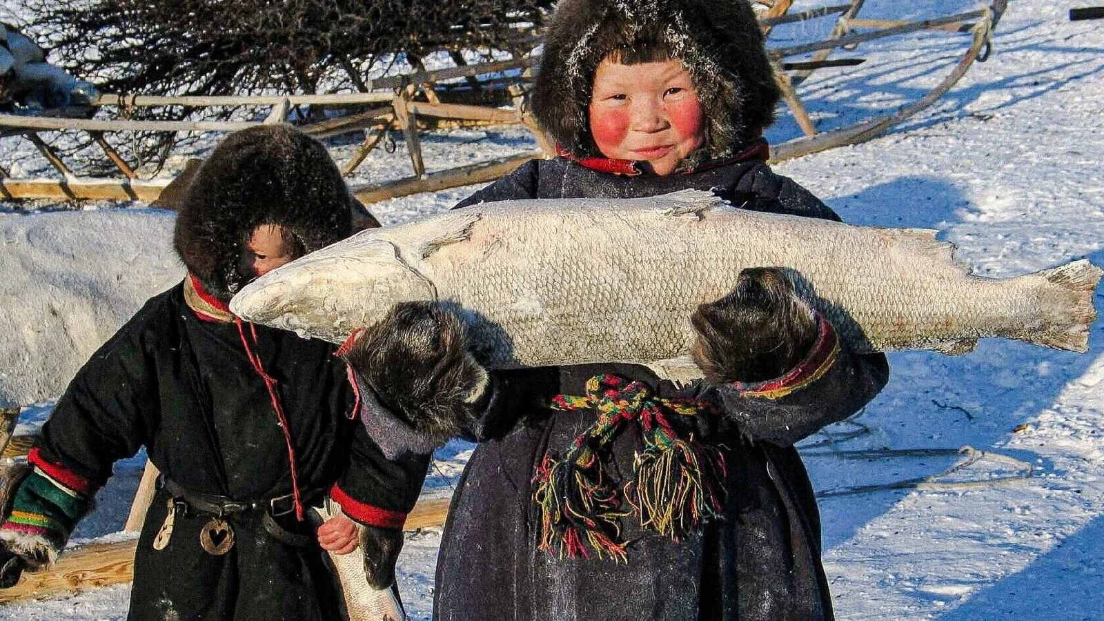 Промыслы тундры. Ненцы Ханты манси чукчи. Ненцы рыболовство. Рыболовство народов севера. Промыслы северных народов рыболовство.