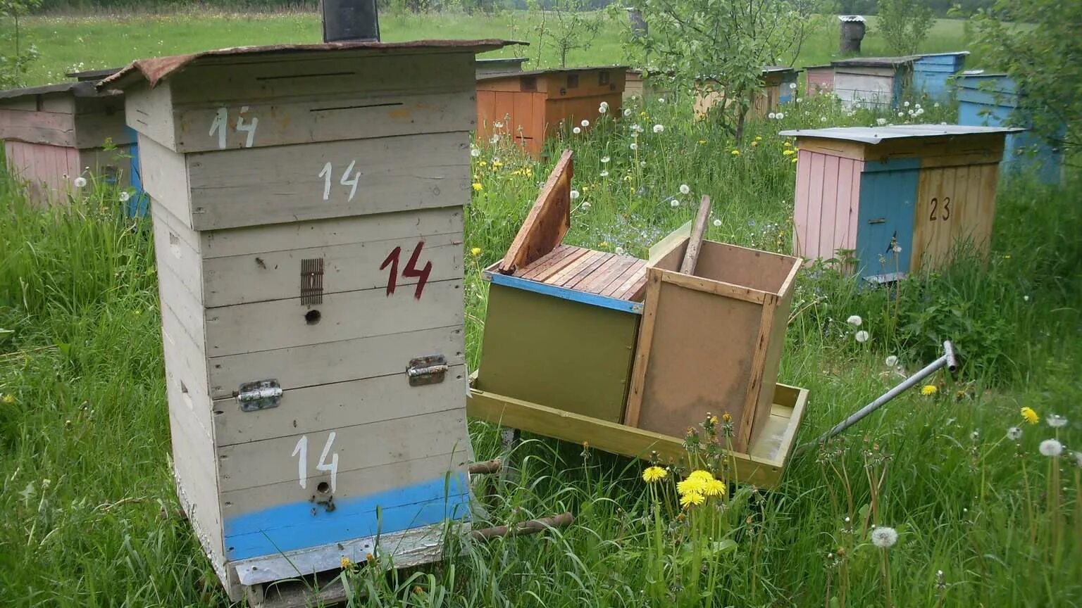 Улей Дадан на пасеке. Дадановские ульи на пасеке. Улей Миленина. Дешевый улей.