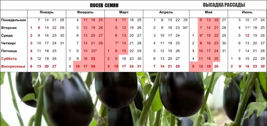 Календарь посадки январь 2025. График посева семян на рассаду. график посадки семян в открытый грунт. график посевов семян в феврале. график высеивания семян на рассаду.