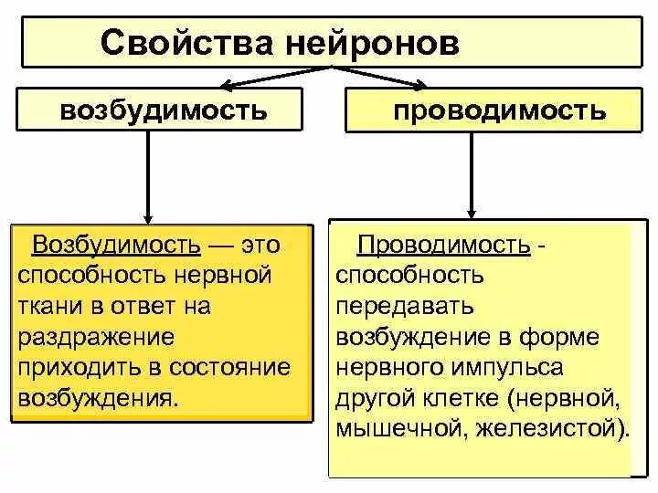 Свойства нейронов. Свойства нервных клеток. Основные свойства нейронов. Возбудимость и проводимость нерва. Нервная свойства сократимость