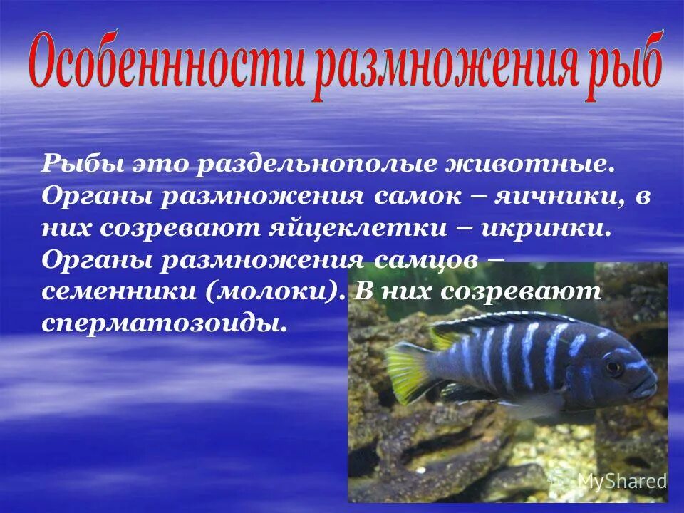 Наружное строение костной рыбы. Внутреннее строение рыбы. Внутреннееистроение рыб. Внешнее и внутреннее строение щуки. Биология схема внутреннее строение рыбы.
