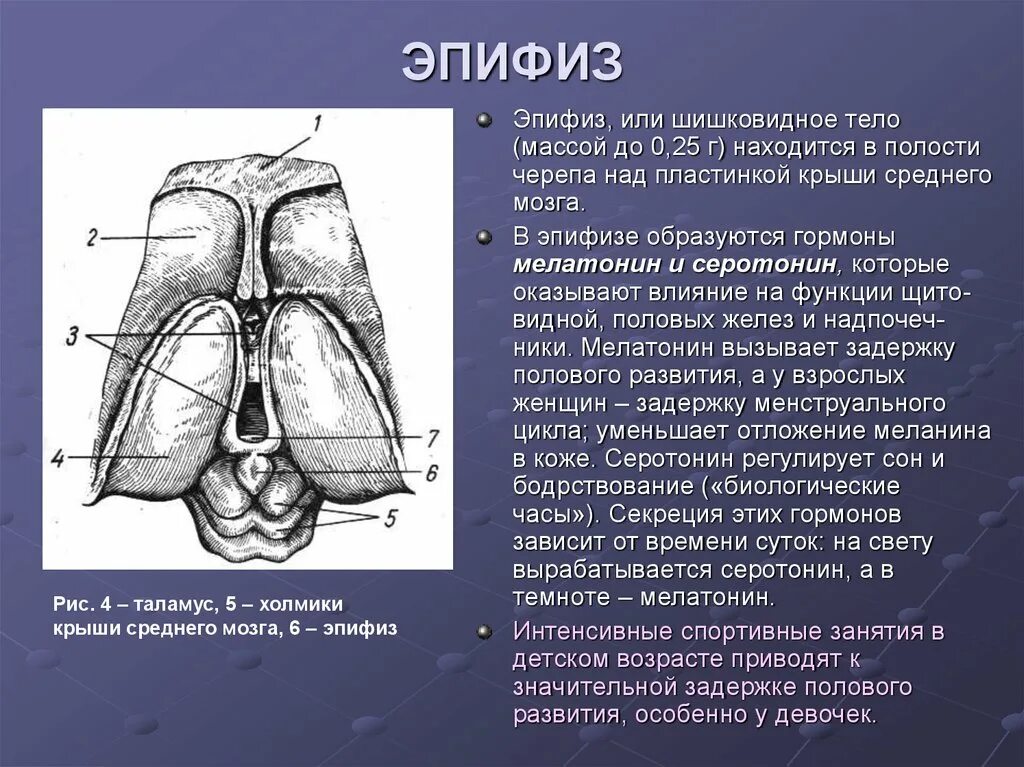 Пинеальная железа это. Эпифиз строение анатомия. Шишковидная железа строение анатомия. Эпифиз шишковидная железа строение.