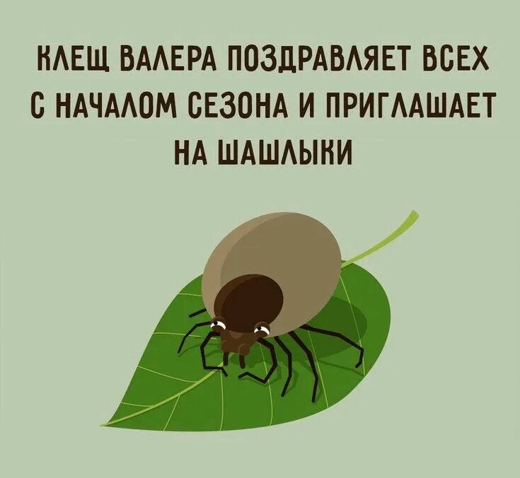 Клещ цитаты. Смешной клещ. шутки про клещей. клещ прикол.