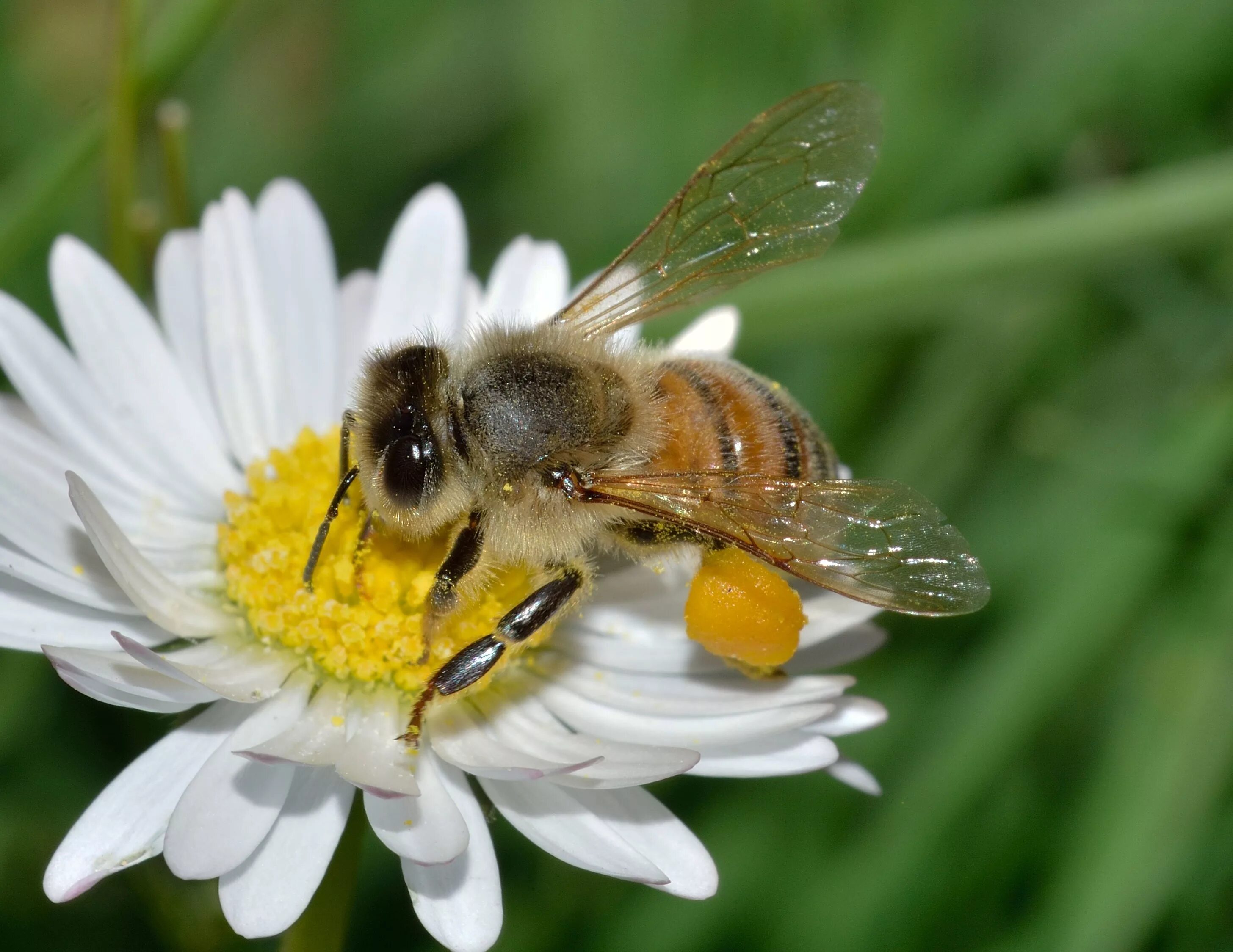 Домашние насекомые пчелы. Пчела обыкновенная. Медоносная пчела. APIS mellifera mellifera. Медоносная пчела APIS mellifera.