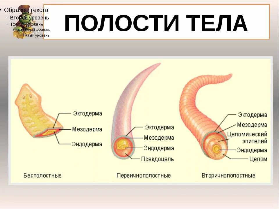 Полость тела функции. Полость тела функции
