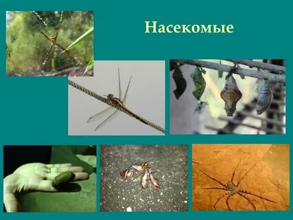 Размеры насекомых