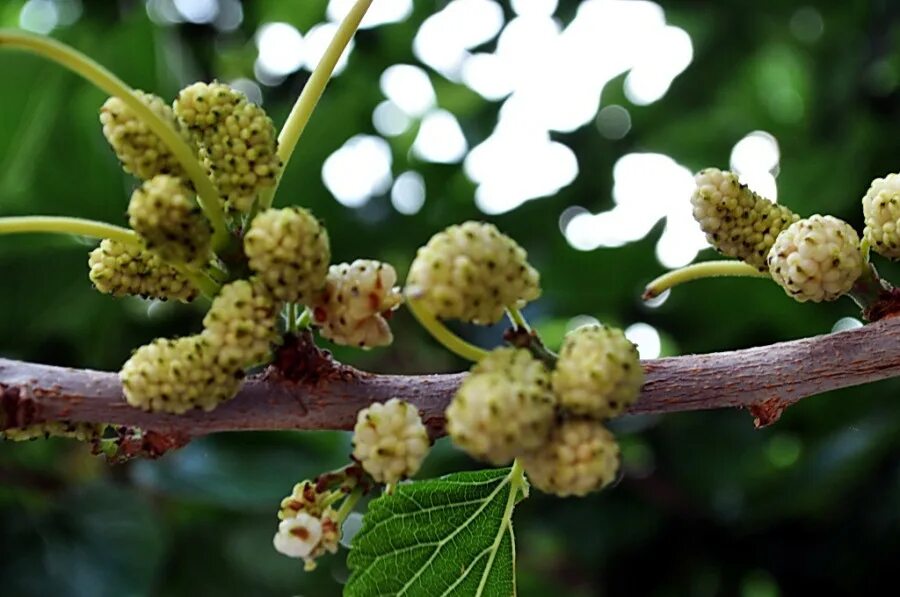 шелковица цветет. тутовник. тутовник шелковица цветет. шелковица белая морус альба. шелковица цветение.