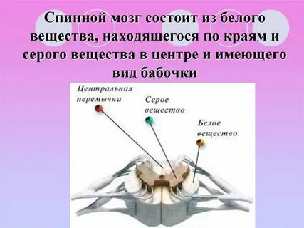 Аксон серое вещество