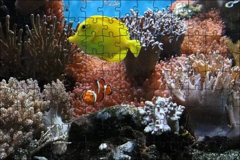 Coral see