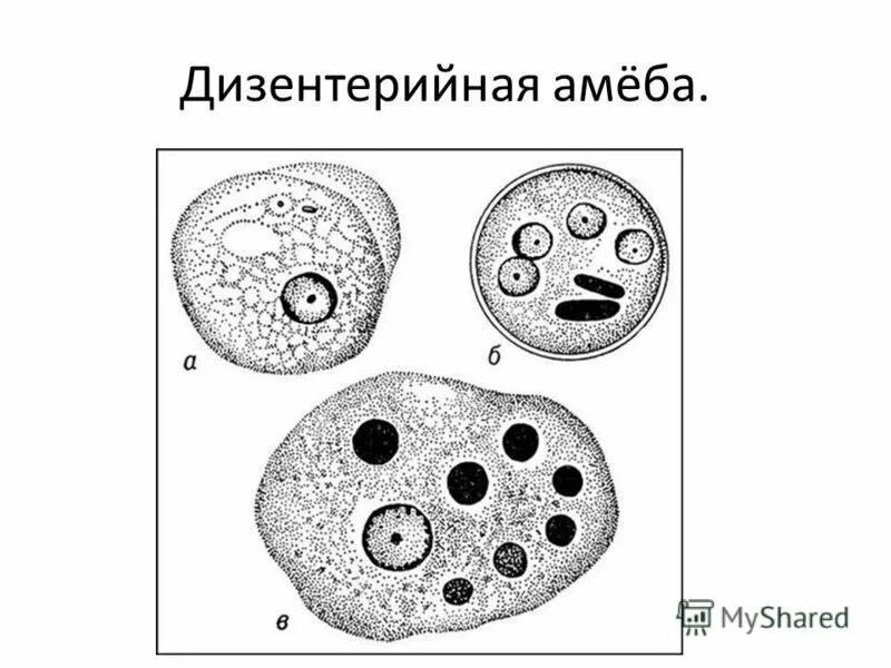 Дизентерийная амеба строение рисунок. Большая вегетативная форма дизентерийной амёбы. Просветная форма дизентерийной амебы. Entamoeba histolytica циста. Жизненные формы амебы