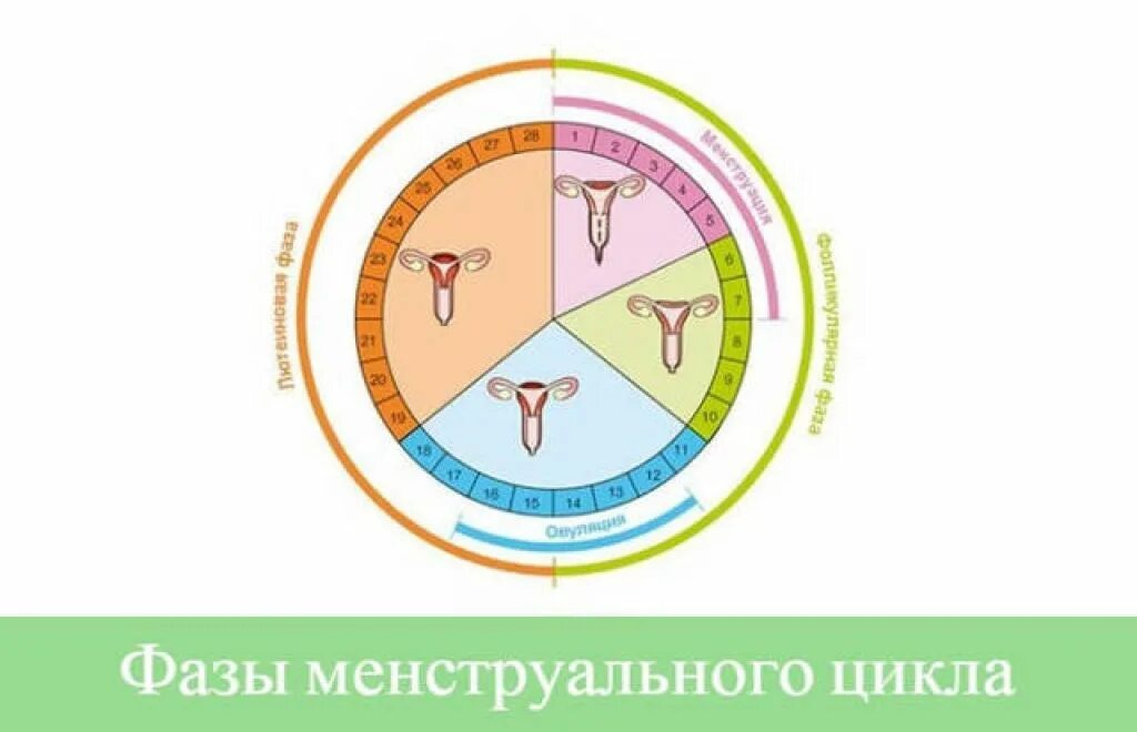 Фазы цикла у женщин по дням схема. Фазы менструационного цикла фазы. 2 Фаза менструационного цикла дни. Фазы менструационного цикла по дням. 3 4 дни цикла