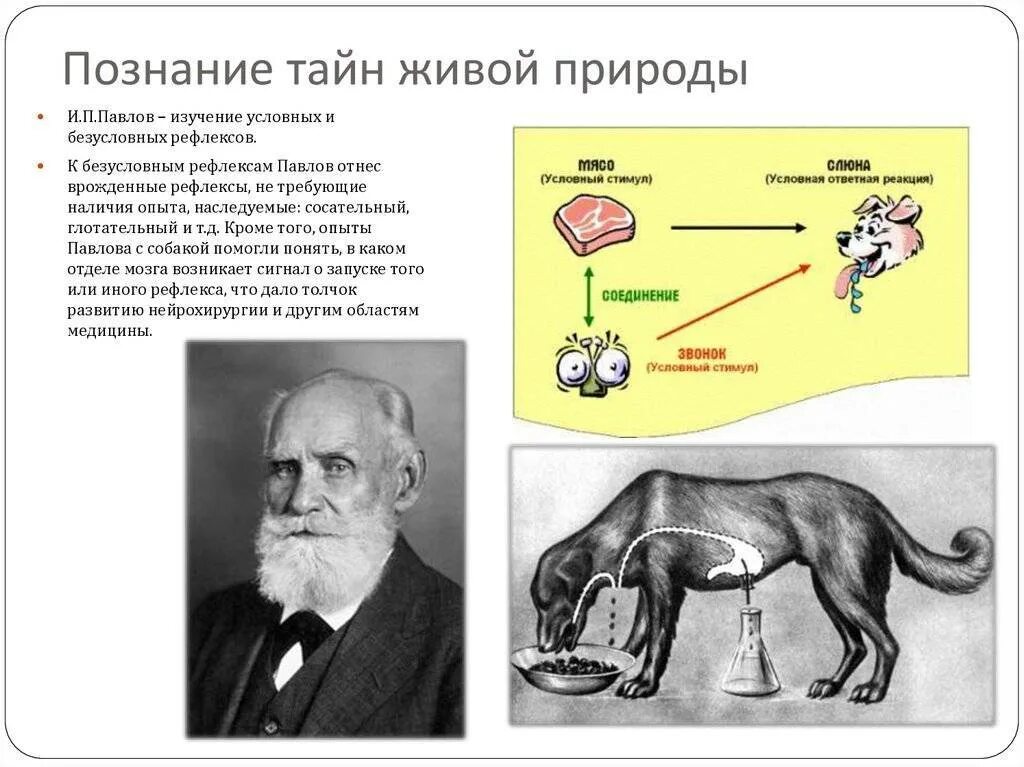 Как называется метод павлова позволивший. Теория условных рефлексов и.п Павлова. Теория условного рефлекса Павлова. Исследования и. Павлова об условных рефлексах.