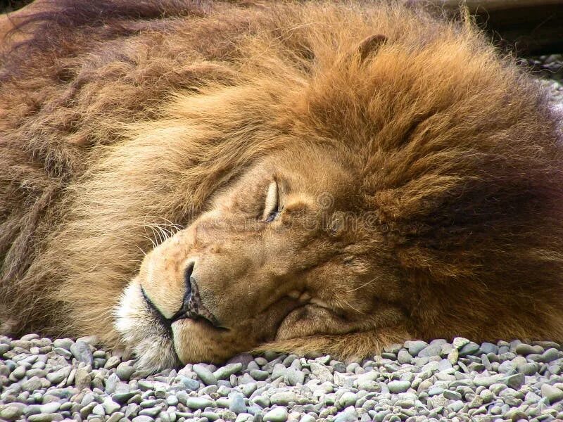 Сколько спят львы. Спящие львы. Ленивый Лев. Спящий Лев вид сверху.