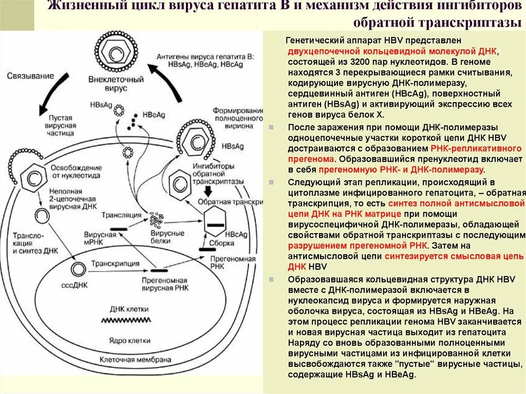Механизм вирусного гепатита. Схема жизненного цикла вируса гепатита в. Схема жизненного цикла гепатита б. Жизненный цикл вируса схема. Жизненный цикл РНК И ДНК вирусов.