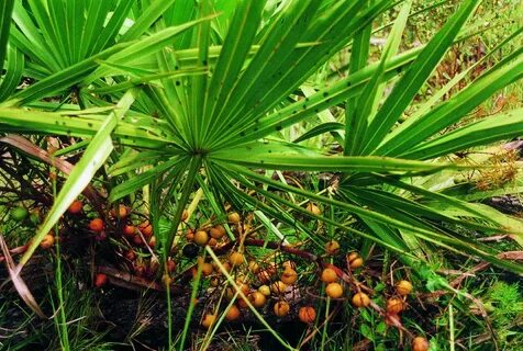 Orzax saw palmetto
