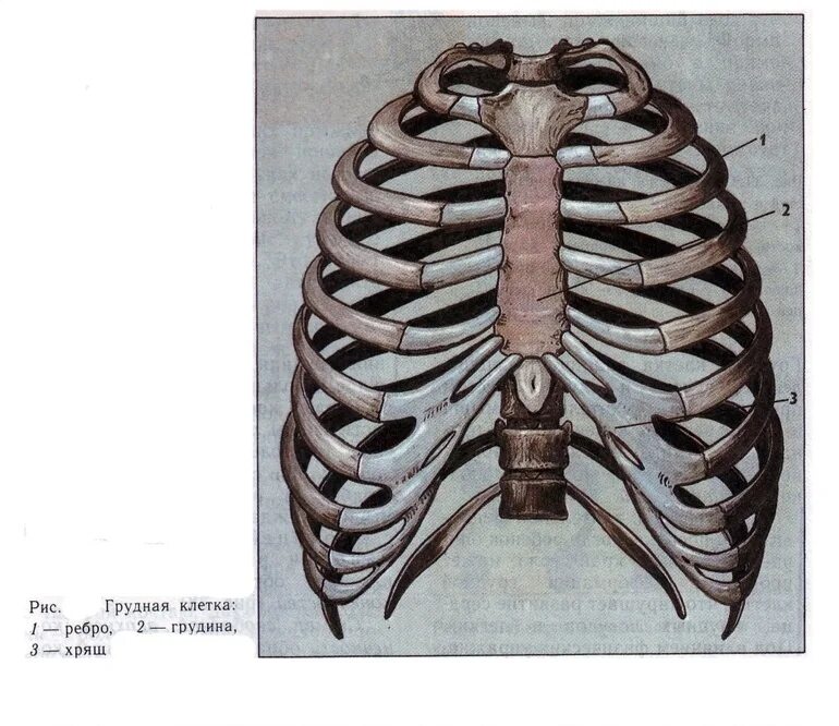 Грудная клетка (скелет, соединение костей, мышцы).. Грудная клетка с ребрами и грудиной. Анатомия грудной клетки: Грудина. Скелет грудной клетки Грудина.