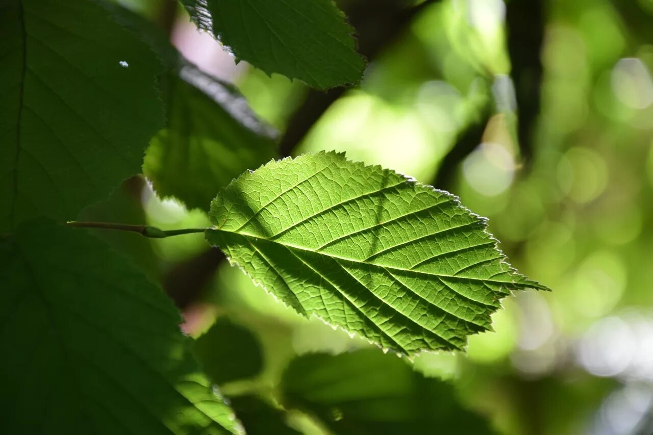 Close-up of green leaves 1248143 Stock Photo at Vecteezy