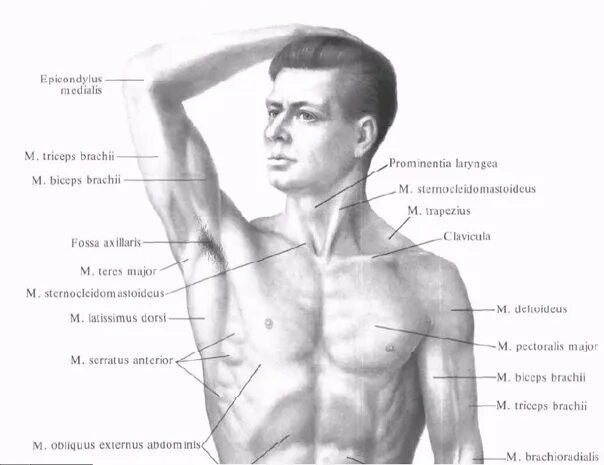Мышцы под мышкой расположение armpit muscles in 2024 Anatomy, Anatomy reference, Human anatomy drawing