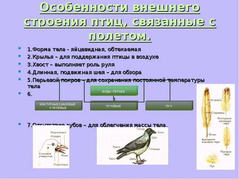 Таблица внешнее строение птиц признаки особенности. Лабораторная работа особенности строения птиц связанные с полетом. внешнее строение птицы биология 7 класс. строение птицы 7 класс биология. отделы тела птиц 7 класс биология.