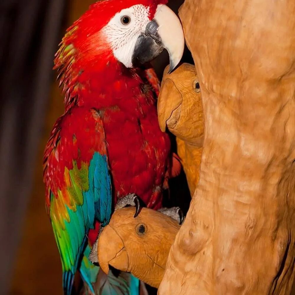 Большой попугай ара. Ара. Гибрид Шемрок попугай ара. Александрийский попугай красный большой. Попугай Амарант.