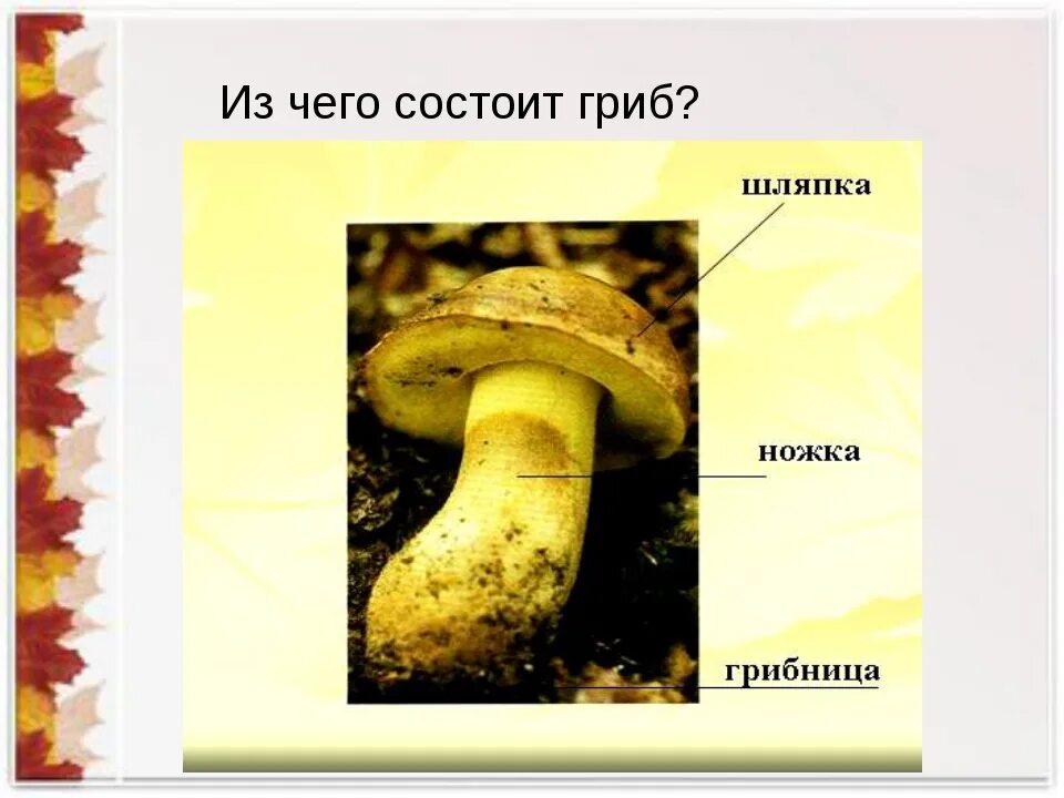 Тело гриба состоит из ответ. Из чего состоит гриб. Из чего состоит гриб ножка шляпка. Из чего состоит гриб фото. Проект по окружающему миру 3 класс царство грибов.
