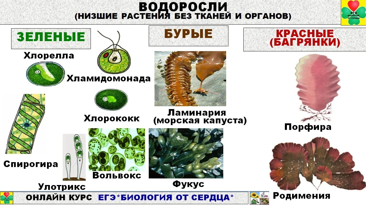 Водоросли огэ. Водоросли ЕГЭ. Циклы развития водорослей ЕГЭ биология. Водоросли таблица ЕГЭ. Разнообразие водорослей ЕГЭ.