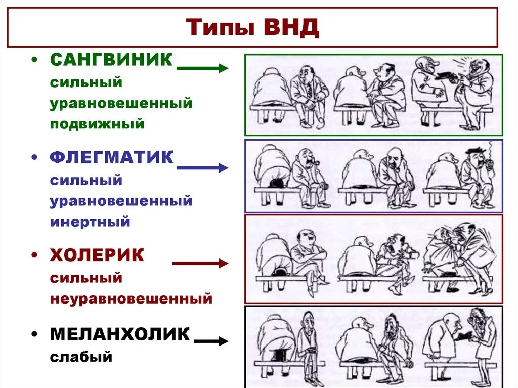 Тип ВНД флегматик. Характеристика типов высшей нервной деятельности. ВНД темпераментов холерик меланхолик сангвиник. Типы высшей нервной деятельности ВНД. Темпераменты огэ