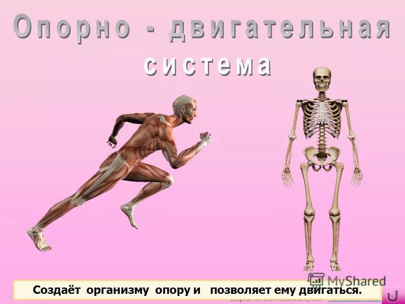 Системы органов кровеносной и нервной. Опорно двигательная система мышцы человека анатомия. Органы кровообращения переносят одни. Опорно-двигательная система человека. Органы чувств и опорно двигательная система.