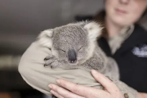Человек коала