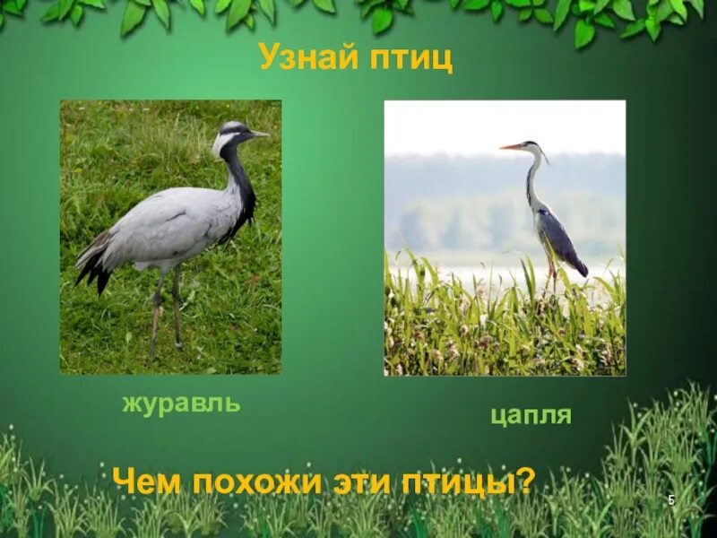 Чем отличается аист от цапли. Цапля и журавль отличия. цапля и аист. цапля аист журавль. аист и цапля разница.