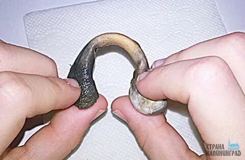 Кость в соляной кислоте