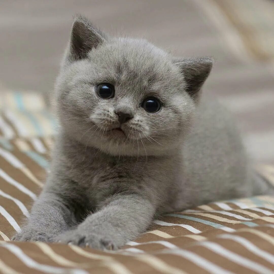 Маленький серенький котенок. Серый британец котенок. Светло серый котенок. Сибирский котенок серый. Котенок с маленькими глазками.